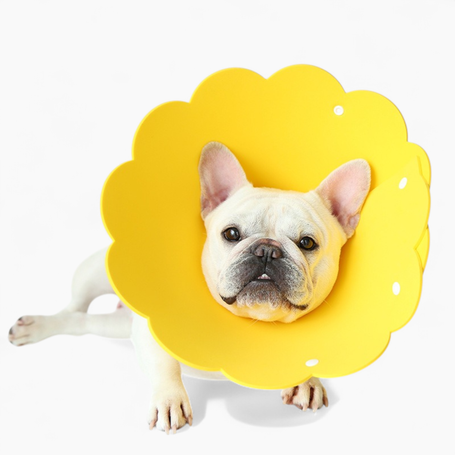 Blossy French Bulldog Neck Collar for Outdoor Adventures-fadou