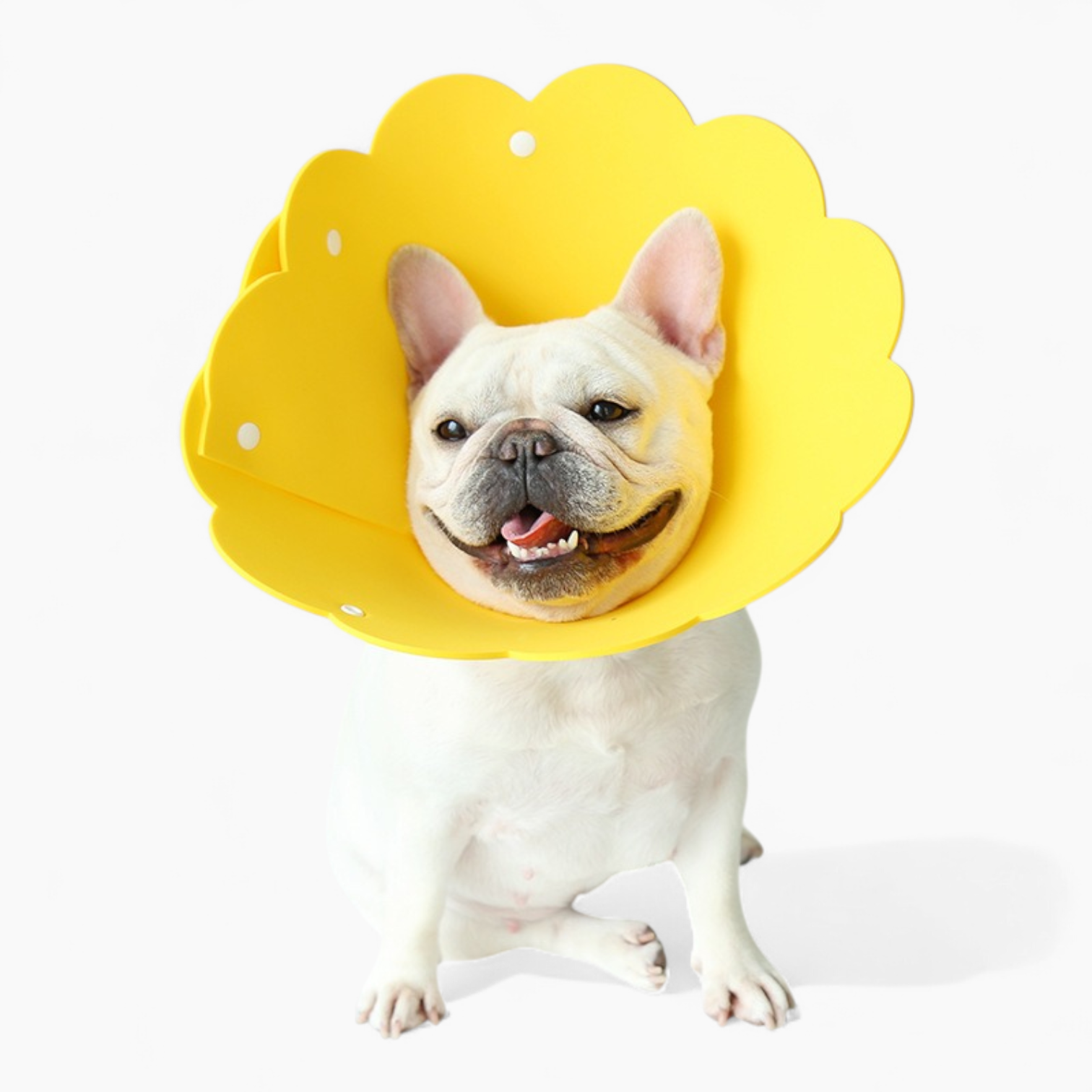 Blossy French Bulldog Neck Collar for Outdoor Adventures-fadou