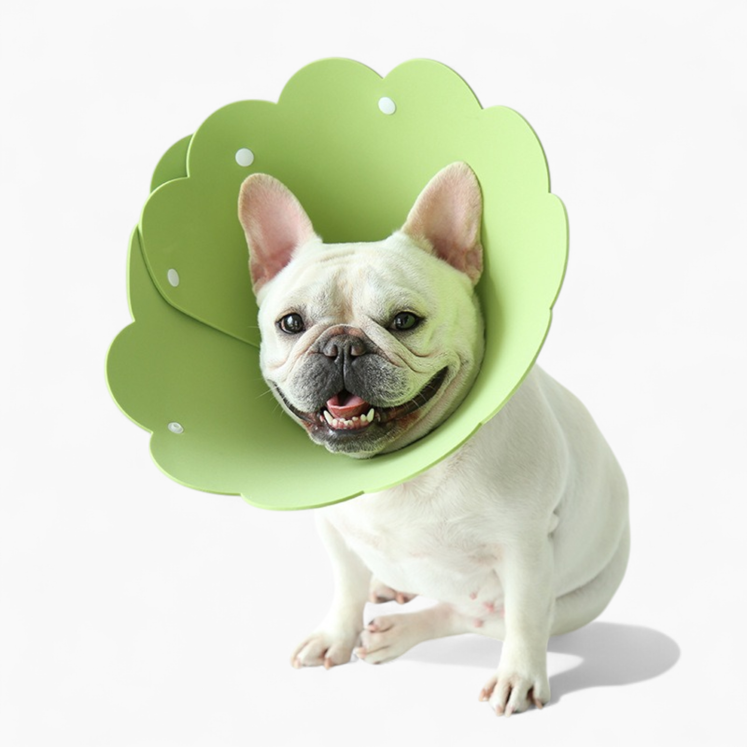 Blossy French Bulldog Neck Collar for Outdoor Adventures-fadou