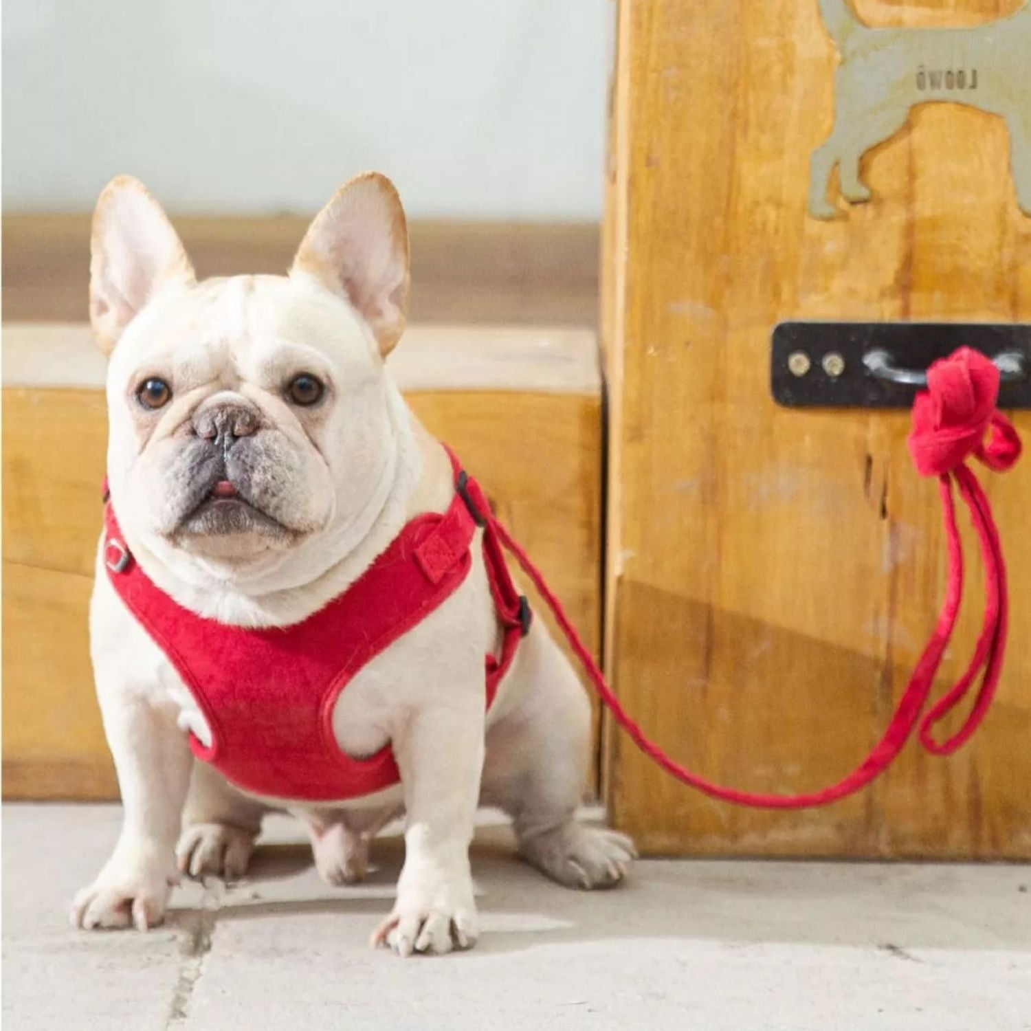 French Bulldog Breathable Walking Harness for Daily Walks-fadou