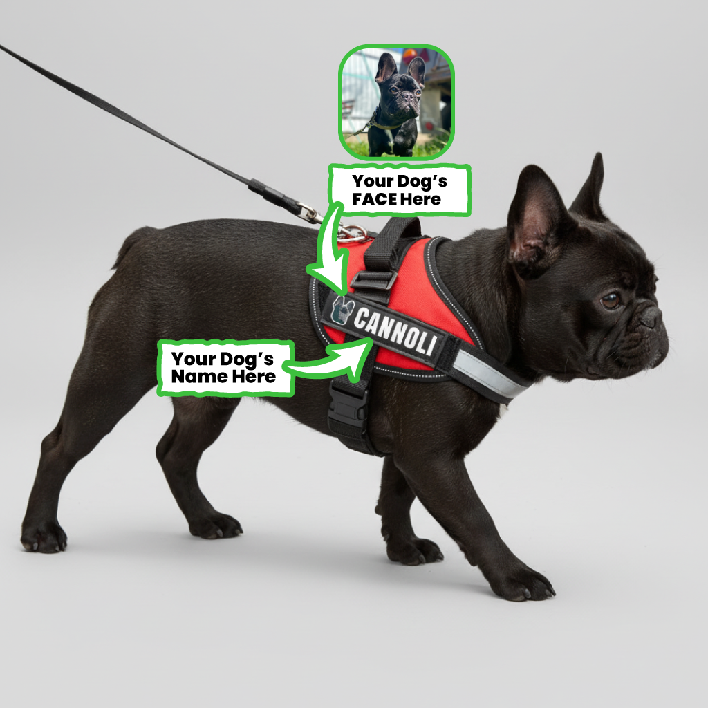 Frenchie Personalized Walking Harness for Brachycephalic Dogs-fadou