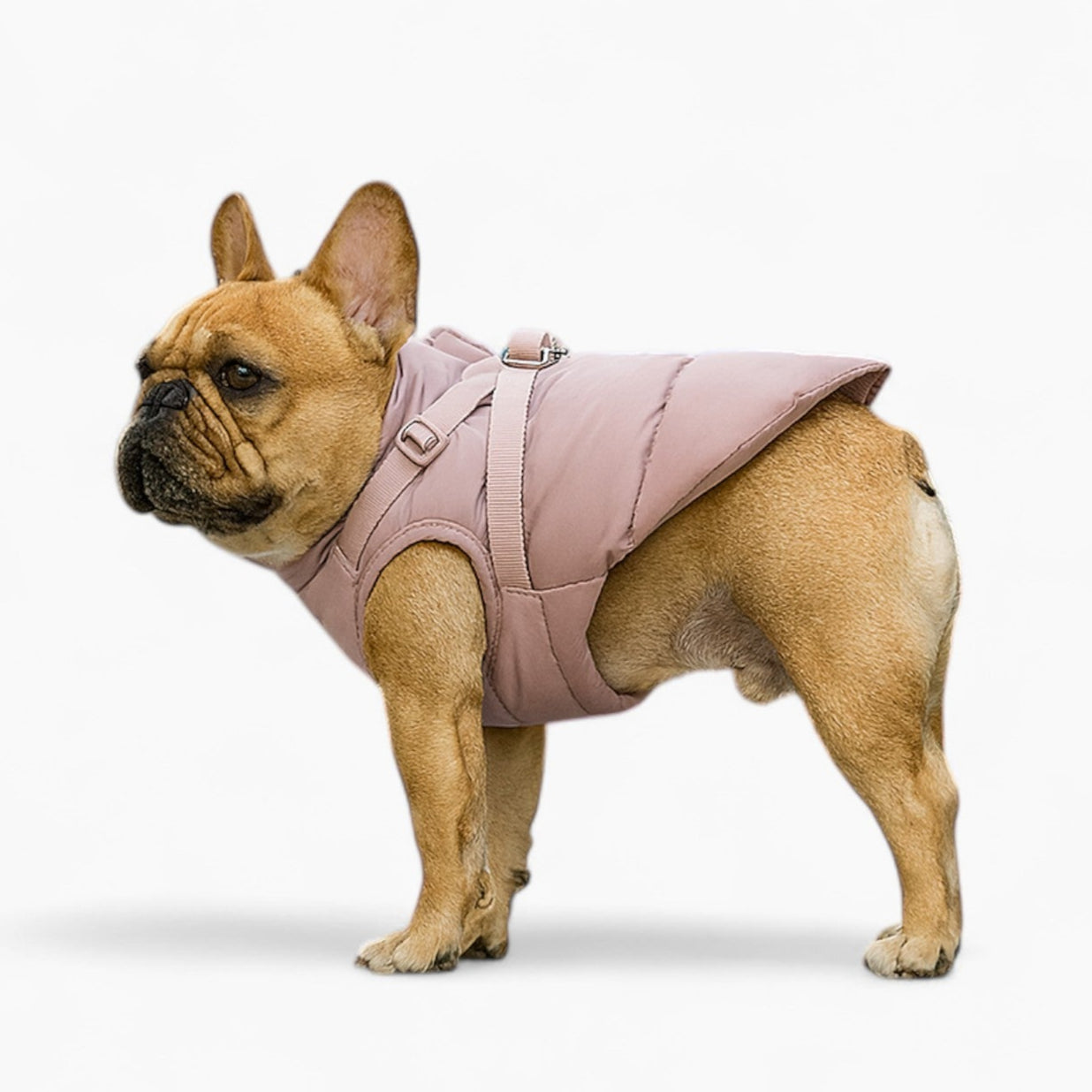 French Bulldog Padded Warm Outerwear for Training Sessions-fadou