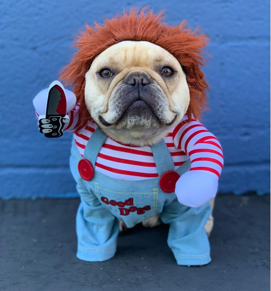 French Bulldog Halloween Cosplay for Outdoor Adventures-fadou