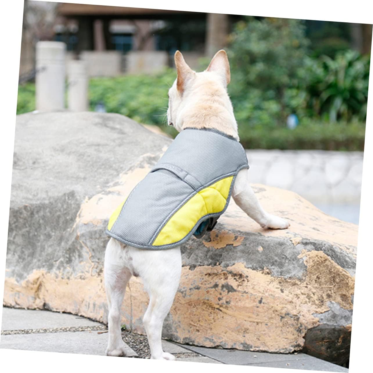 Coolify™ : Cooling Vest for Frenchie for Dog Moms & Dads-fadou