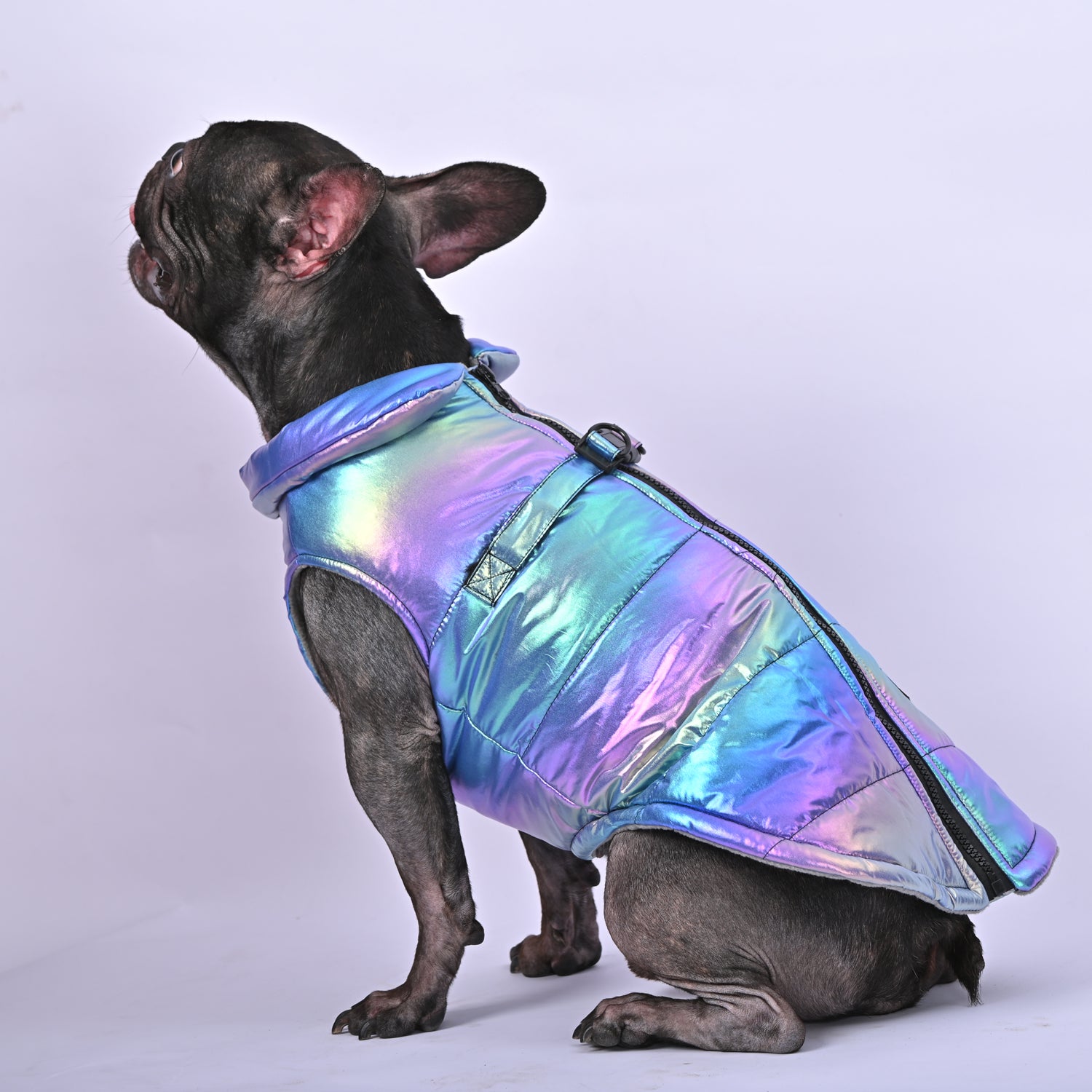 French Bulldog Reflective Product for Frenchie Enthusiasts-fadou