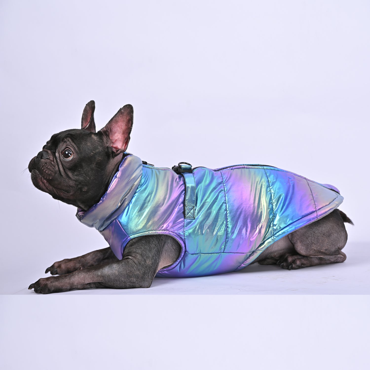 French Bulldog Reflective Product for Frenchie Enthusiasts-fadou