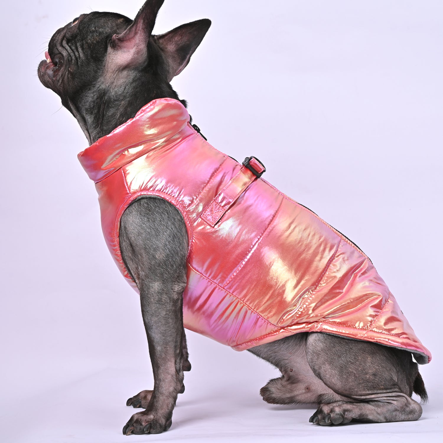 Snow Shield Frenchie Reflective Winter Warm Jacket for Frenchie Fans-fadou