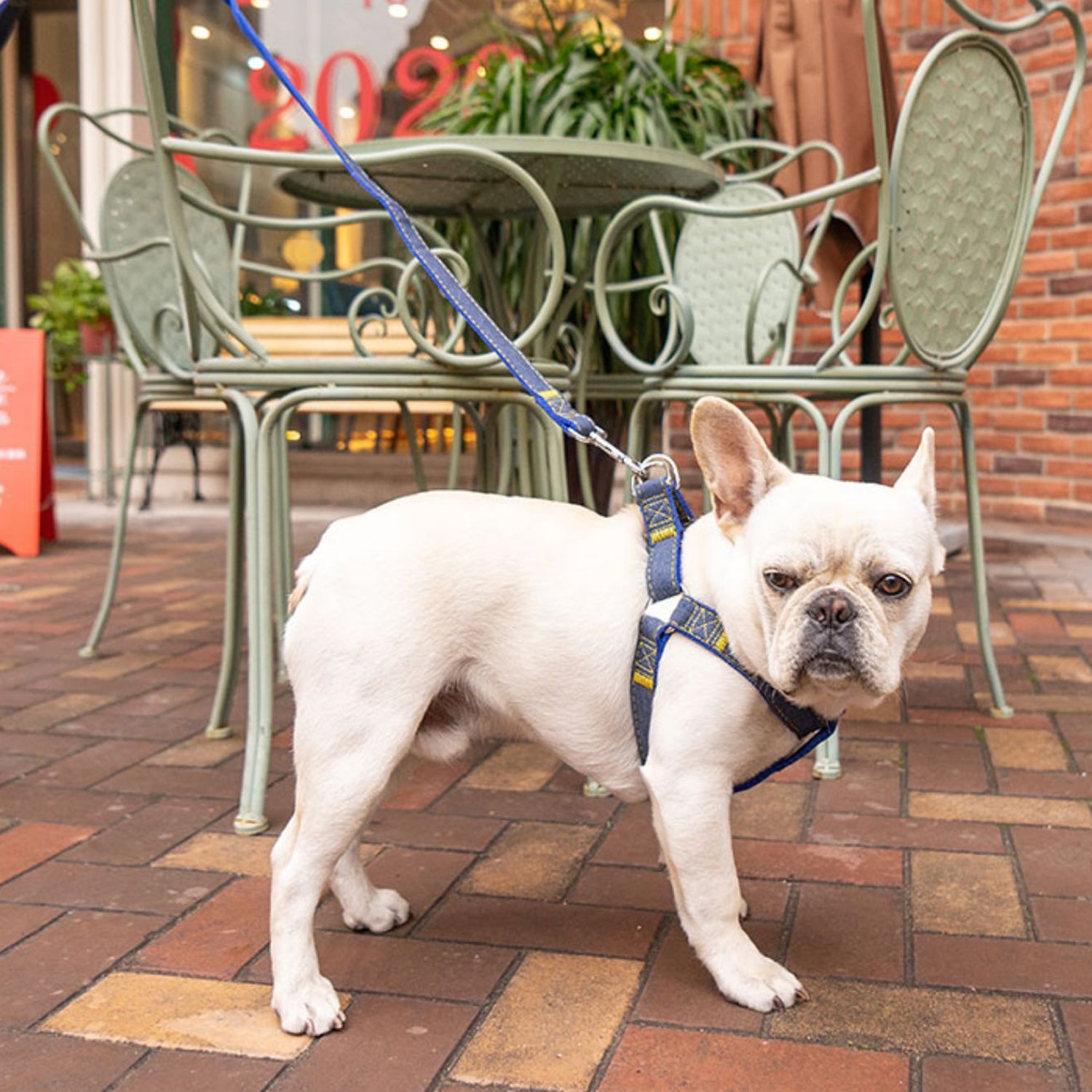 Frenchie Adjustable Walking Harness for Outdoor Adventures-fadou