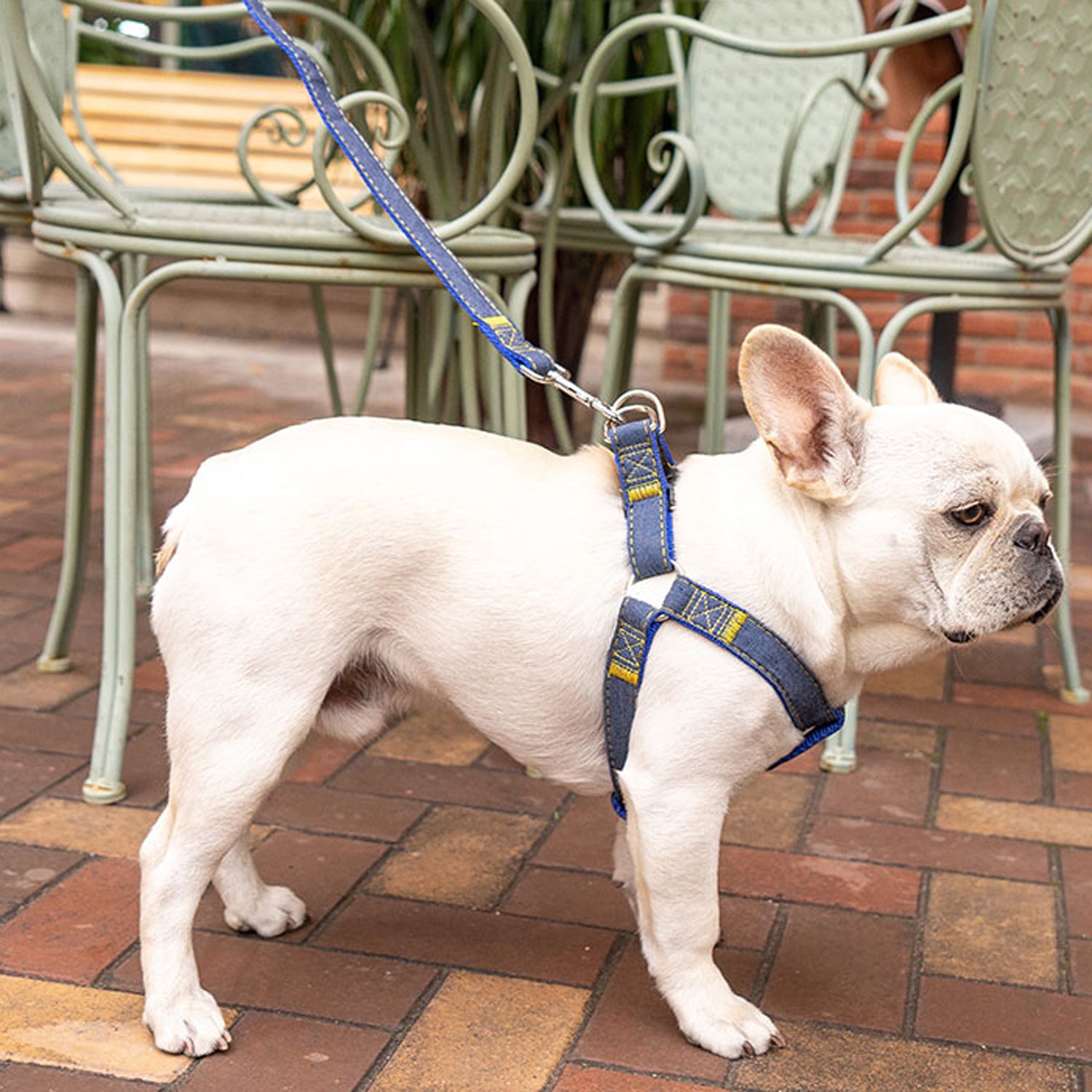 Frenchie Adjustable Walking Harness for Outdoor Adventures-fadou
