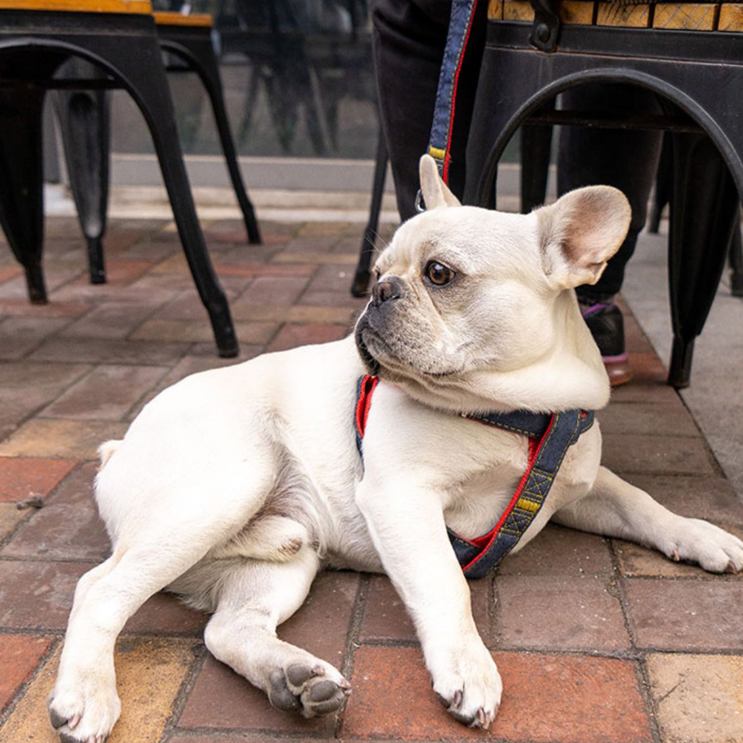 Frenchie Adjustable Walking Harness for Outdoor Adventures-fadou