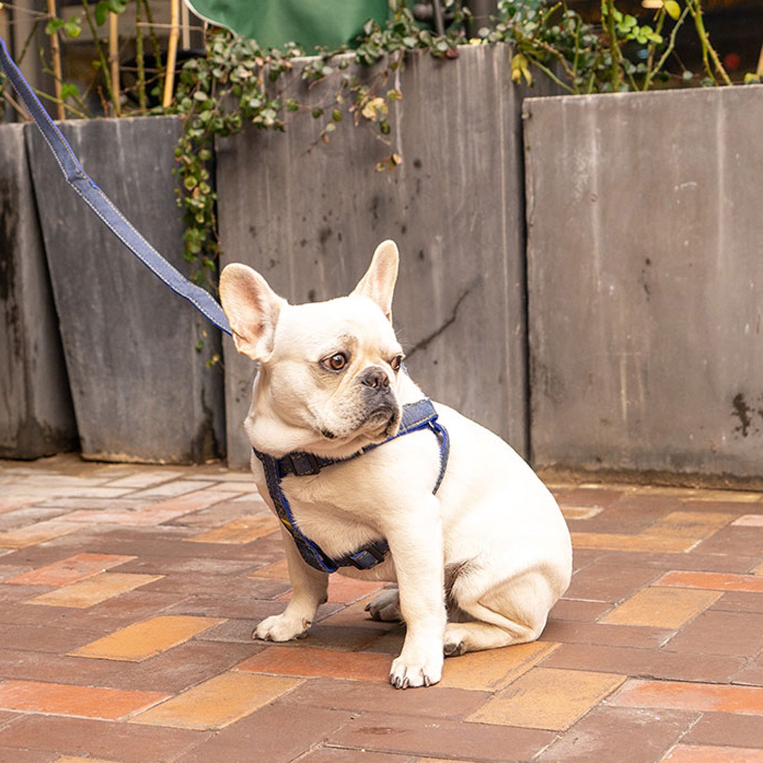 Frenchie Adjustable Walking Harness for Outdoor Adventures-fadou