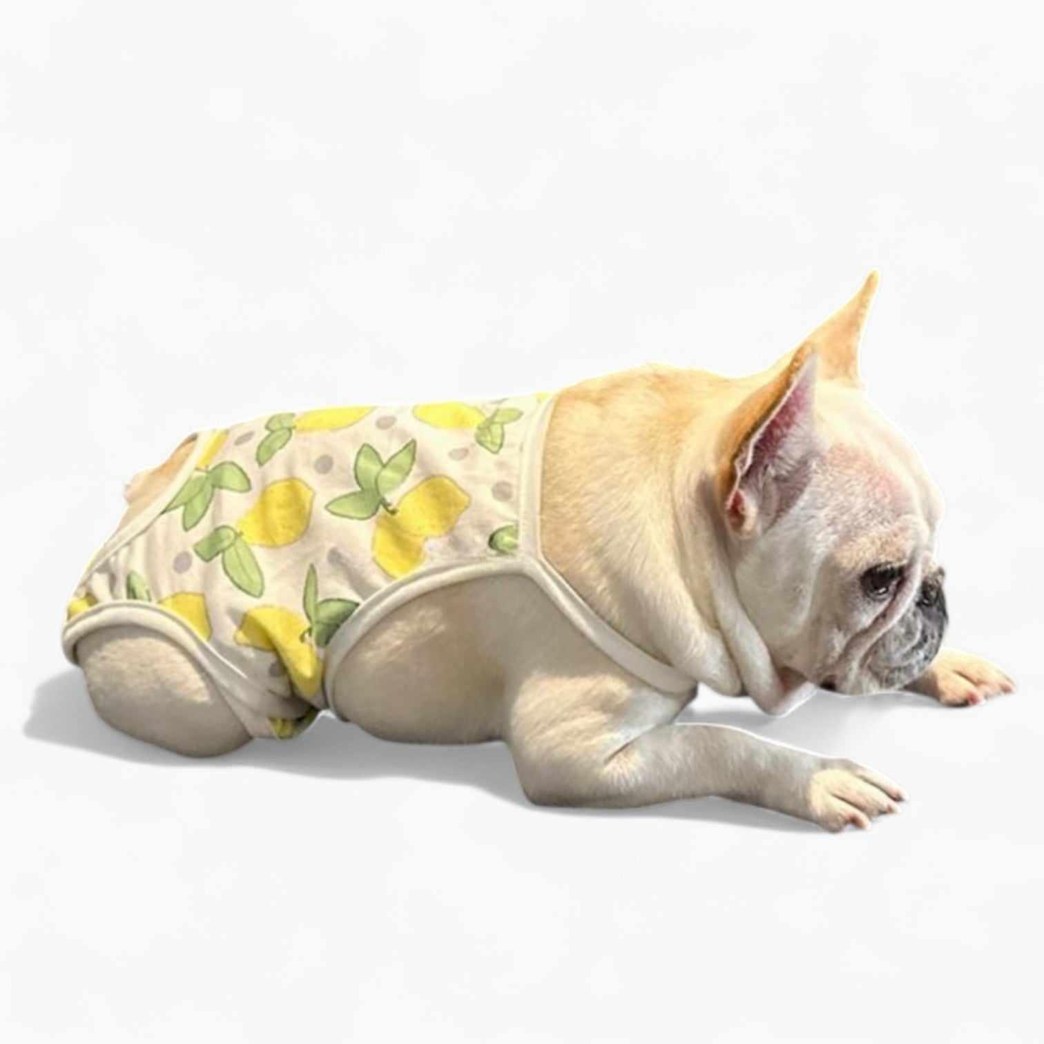 French Bulldog Absorbent Underwear for Brachycephalic Dogs-fadou