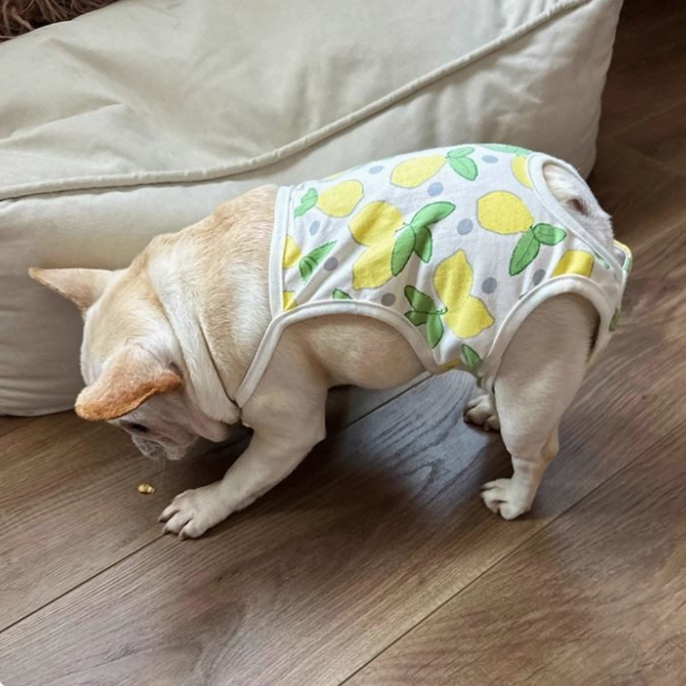 French Bulldog Absorbent Underwear for Brachycephalic Dogs-fadou
