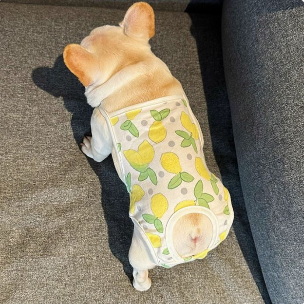 French Bulldog Absorbent Underwear for Brachycephalic Dogs-fadou