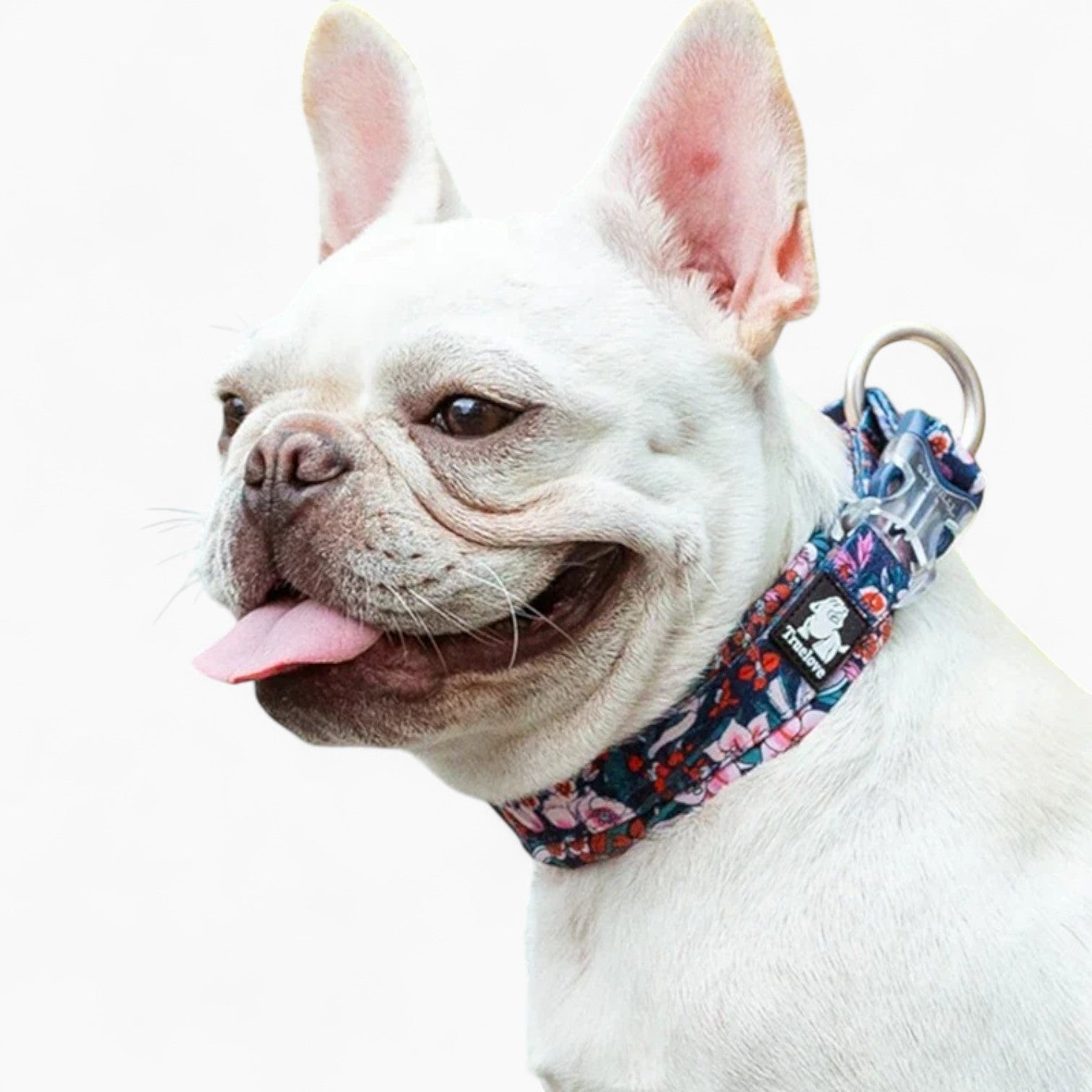 Frenchie Stylish Adjustable Collar for Training Sessions-fadou