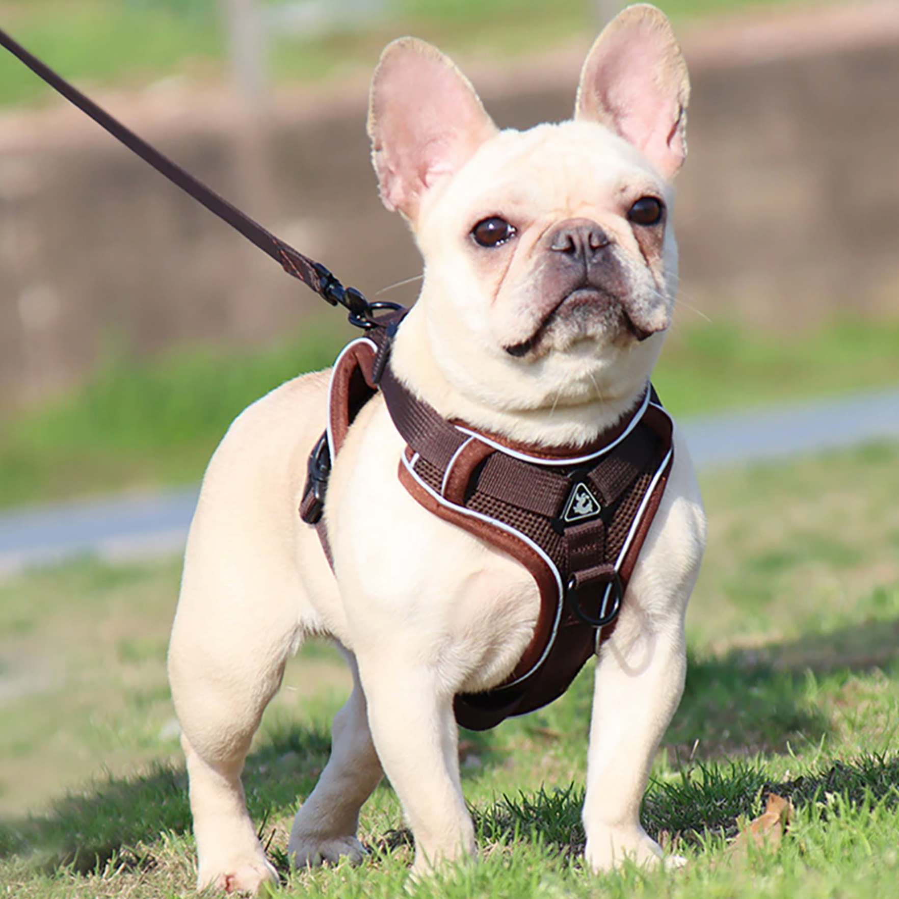 Reluxy™ -french Bulldog Harness Leash Set for Daily Walks-fadou