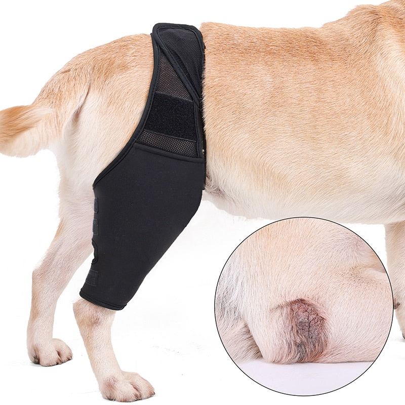 French Bulldog Knee Pads Support Brace for Outdoor Adventures-fadou