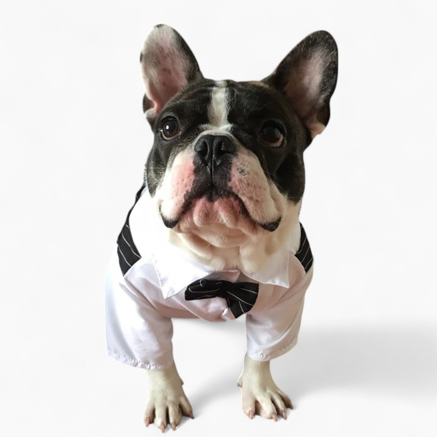 Bowgan French Bulldog Halloween Cosplay for Travel Comfort-fadou