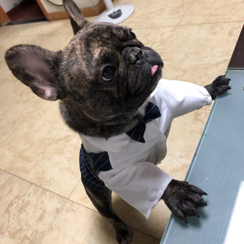Bowgan French Bulldog Halloween Cosplay for Travel Comfort-fadou