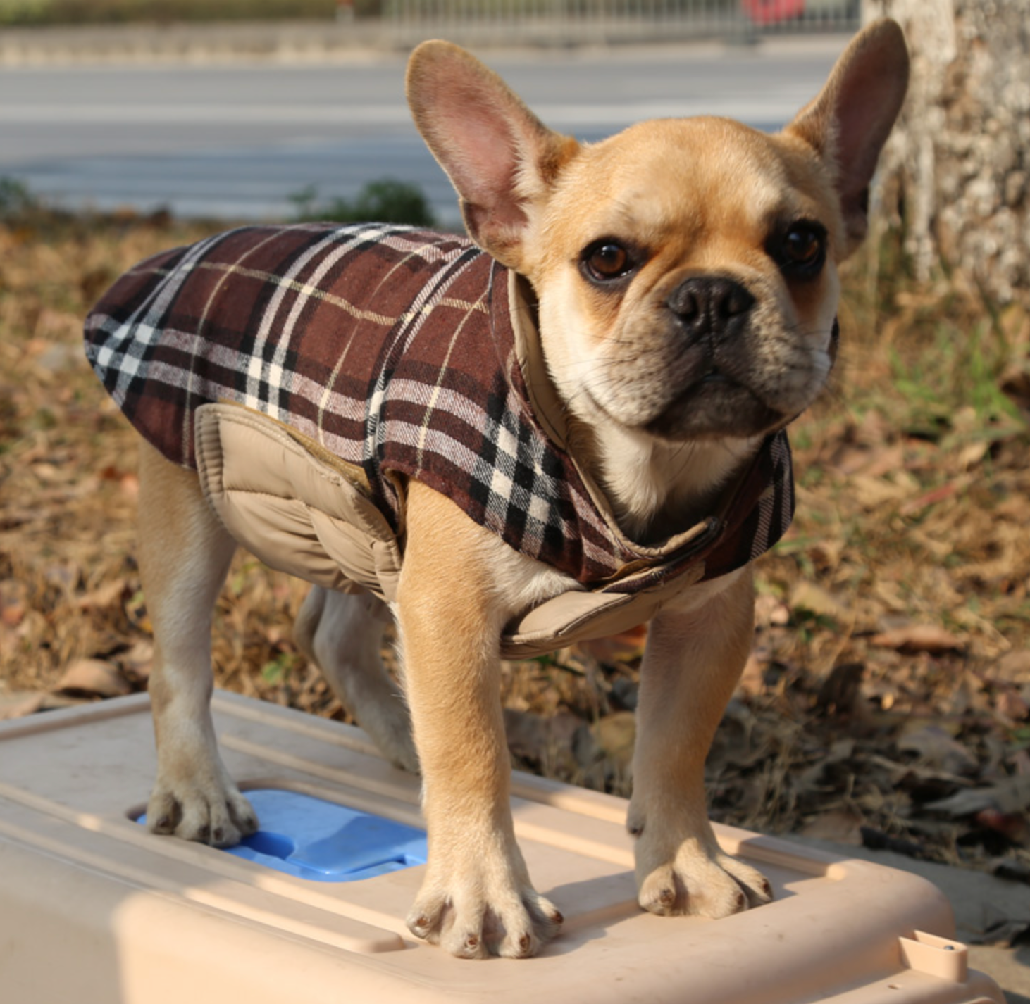 French Bulldog Jacket for Bulldog Fans for French Bulldogs-fadou