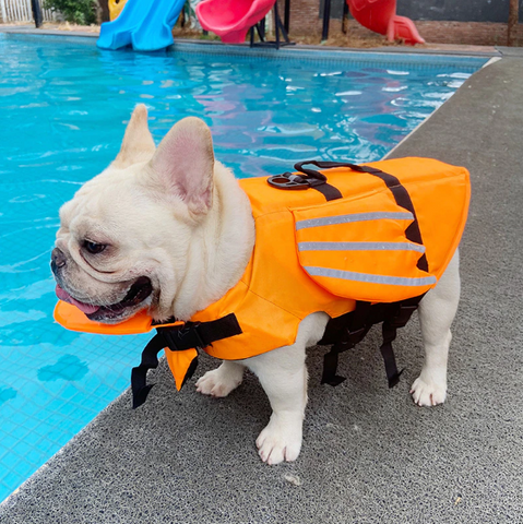 FloatPro Frenchie Walking Harness for Brachycephalic Dogs-fadou