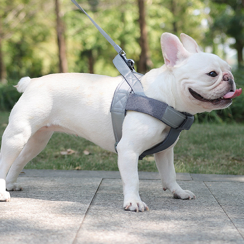 Frenchie Personalized Dog Harness for Brachycephalic Dogs-fadou