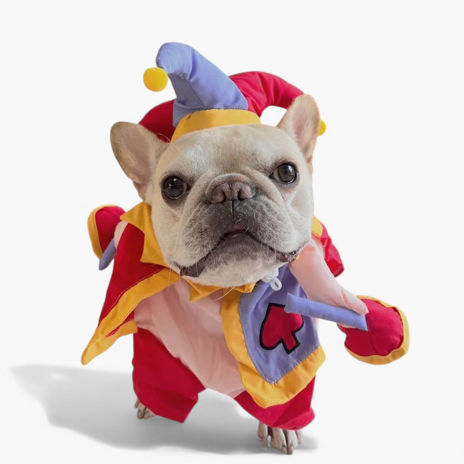 JestiBull Funny Festive Costume for Brachycephalic Dogs-fadou