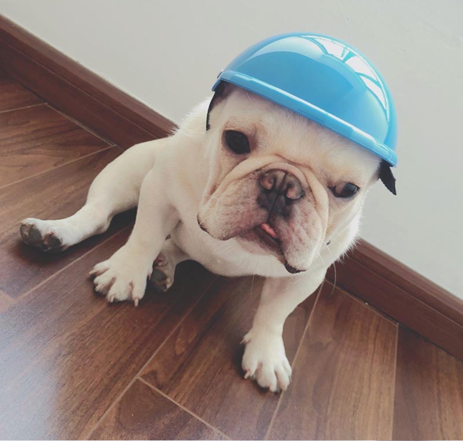 Frenchie Helmets for French Bulldog Owners and Fans for Frenchies-fadou
