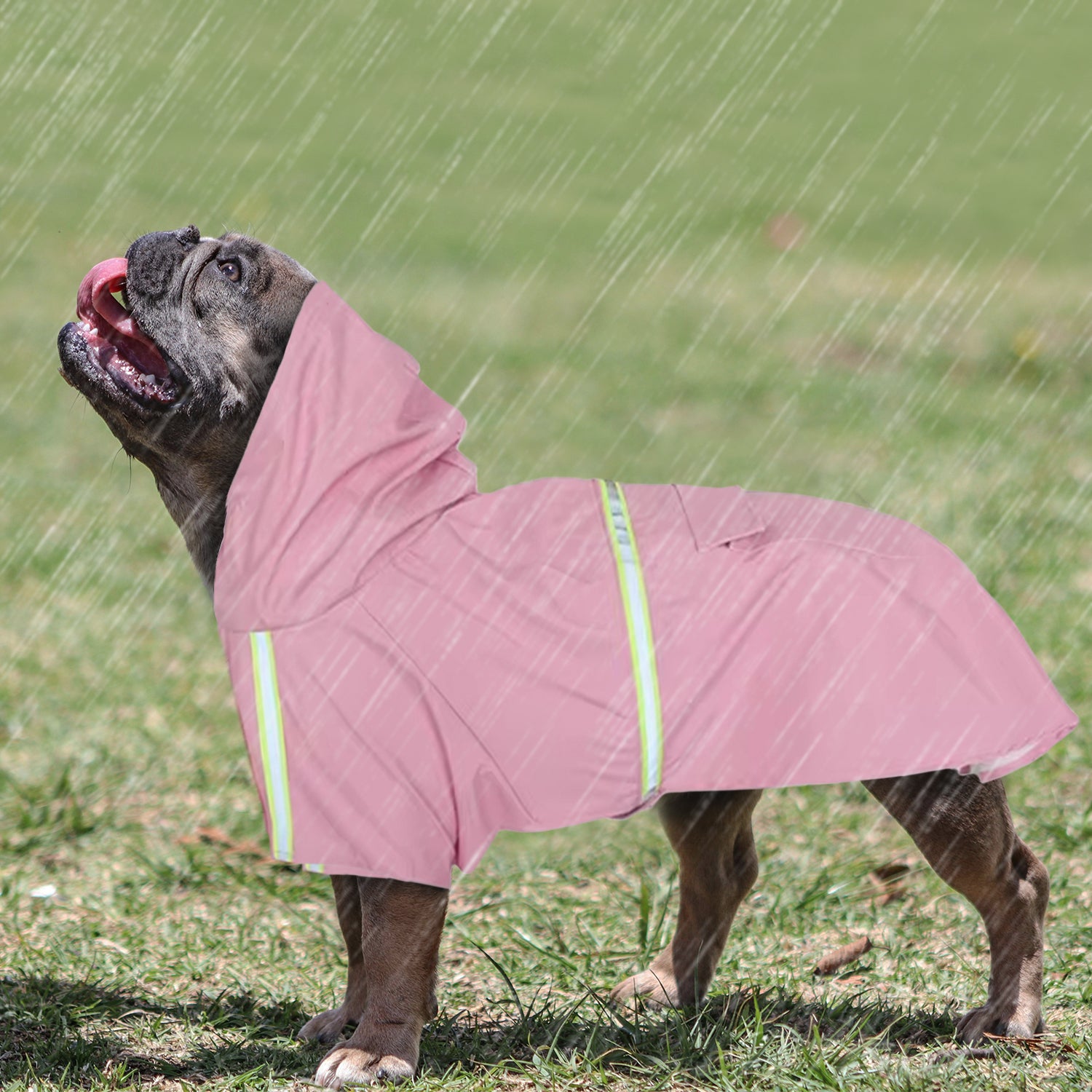 StormShield French Bulldog Weather Shield for French Bulldogs-fadou