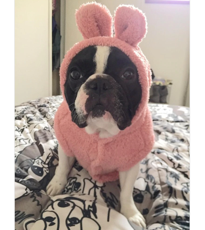 French Bulldog Soft Cotton Sweatshirt for Dog Park Days-fadou