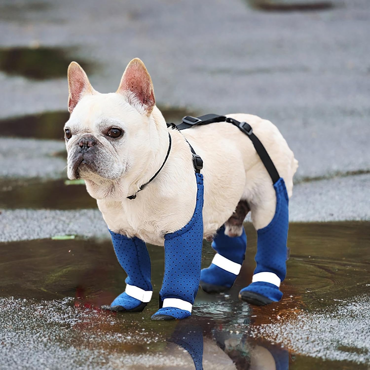 PawTrek French Bulldog Accessory for Frenchie Enthusiasts-fadou