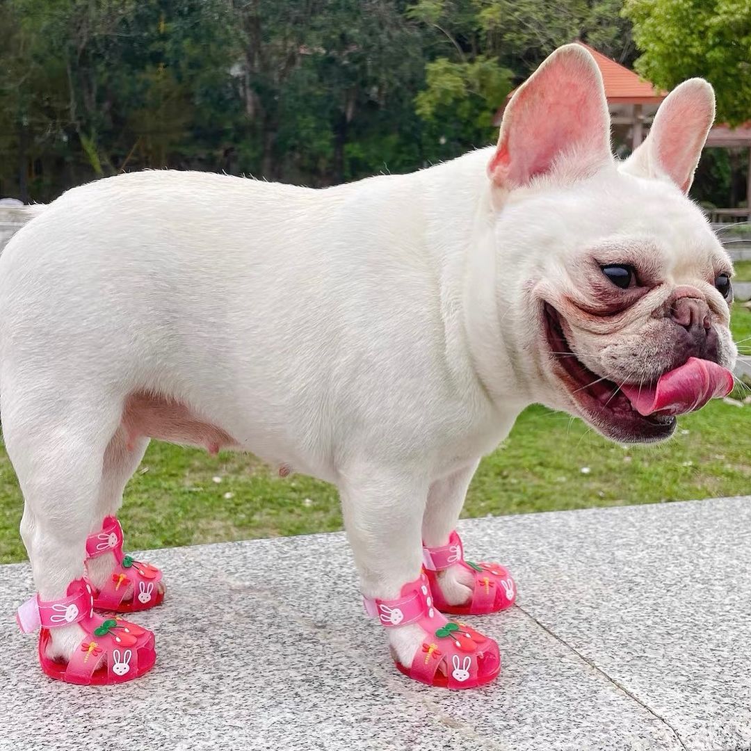 Frenchie Paws Protection Sandals for Dog Lovers and Owners-fadou