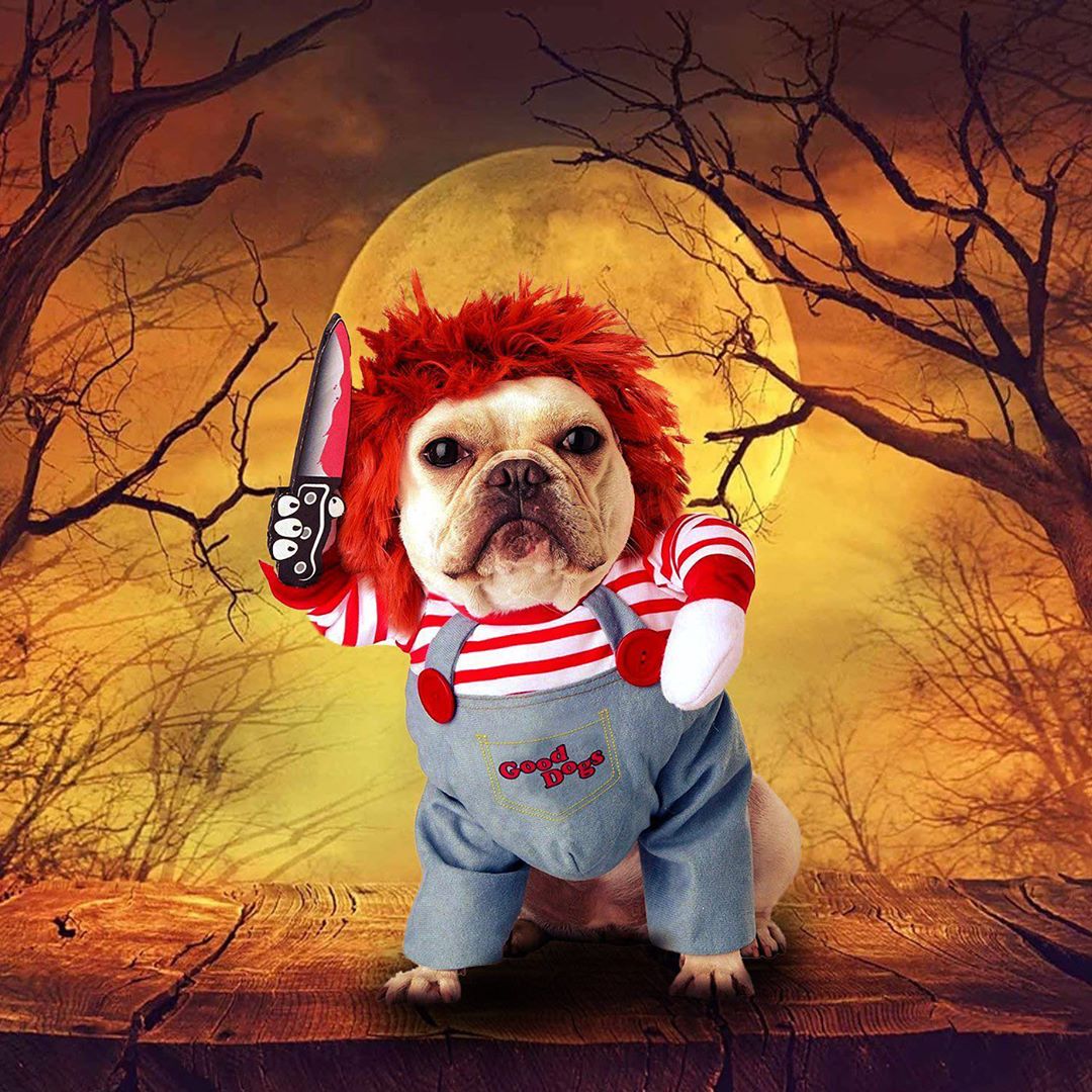 French Bulldog Halloween Cosplay for Outdoor Adventures-fadou