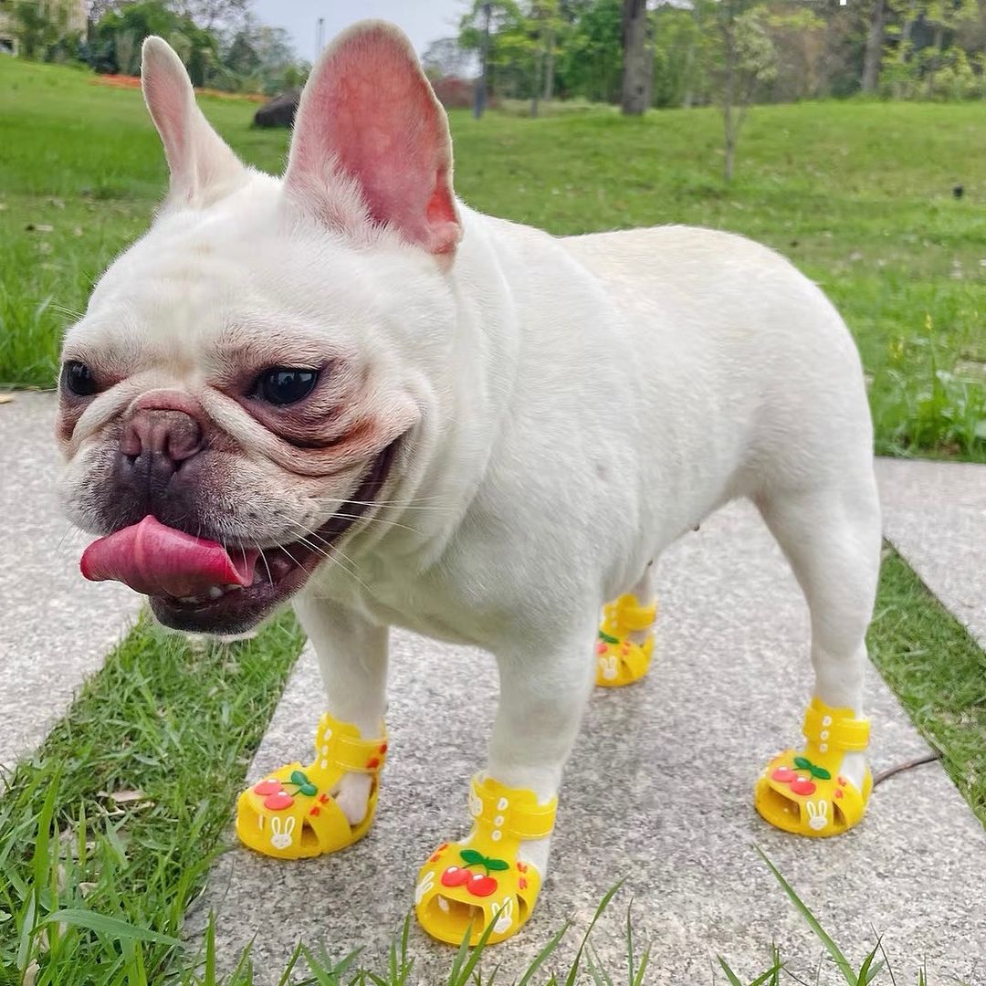 Frenchie Paws Protection Sandals for Dog Lovers and Owners-fadou