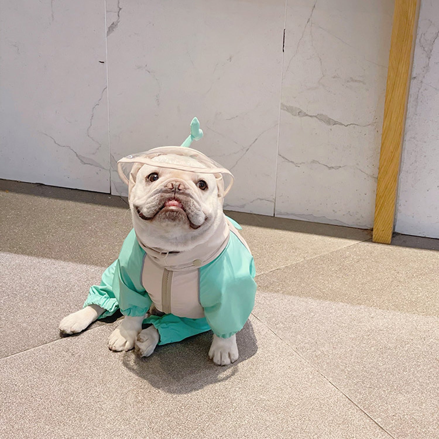 French Bulldog Waterproof Waterproof Coat for Daily Walks-fadou