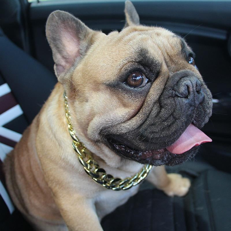 French Bulldog Stylish Dog Collar for Training Sessions-fadou