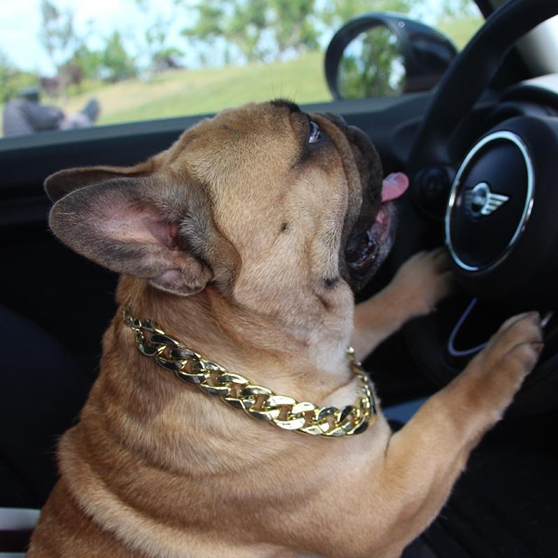 French Bulldog Stylish Dog Collar for Training Sessions-fadou