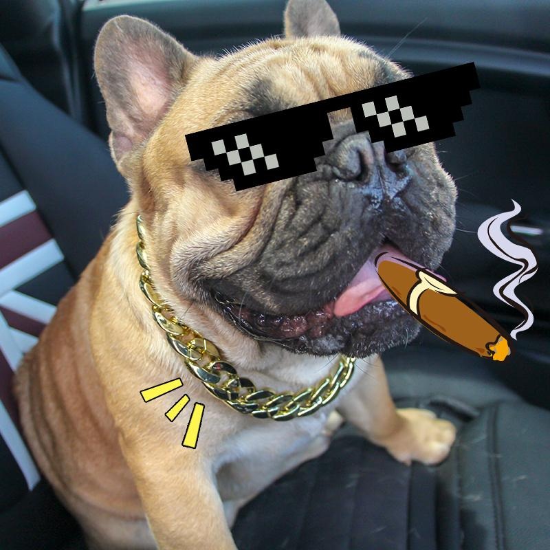 French Bulldog Stylish Dog Collar for Training Sessions-fadou