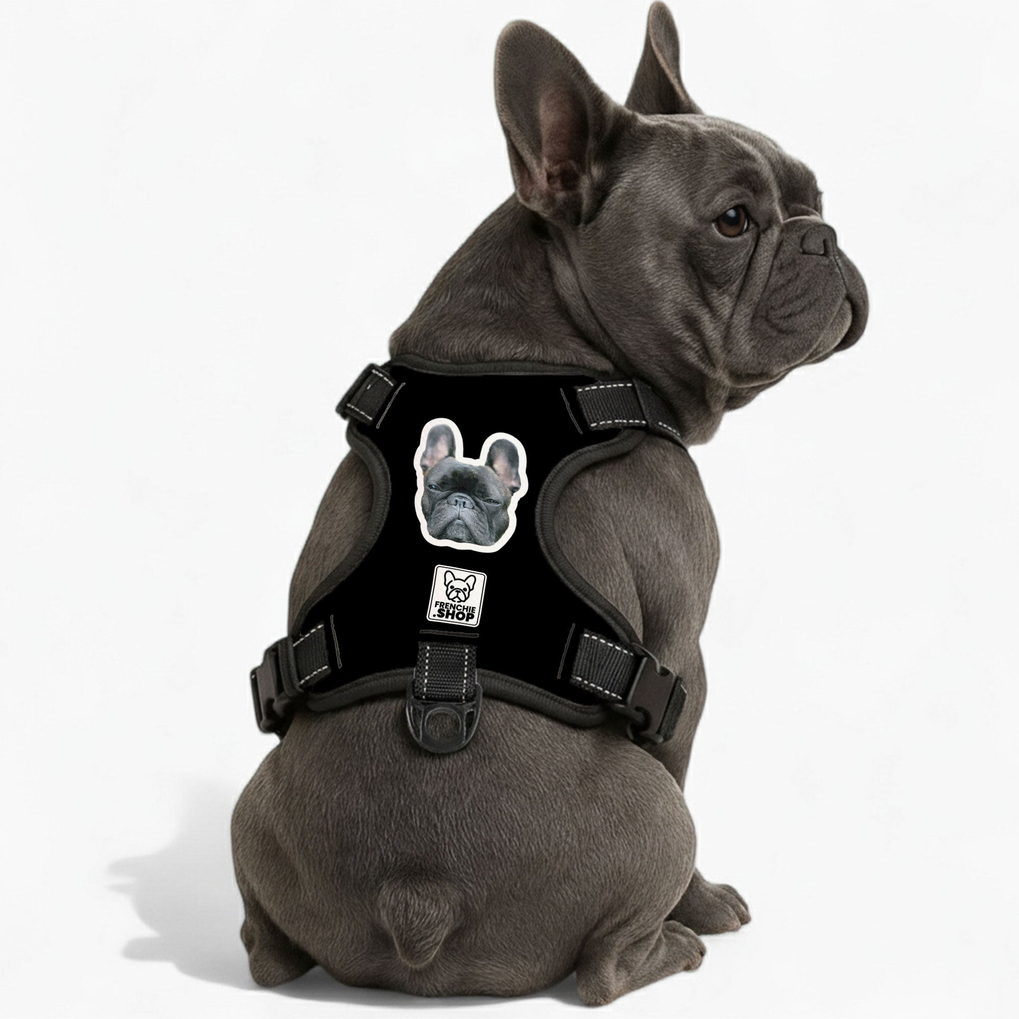 Personalized No-Pull Chest Harness for Short-Nosed Dogs-fadou