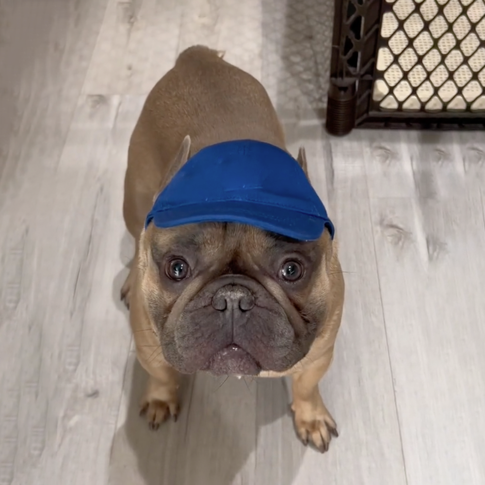 French Bulldog Stylish Sun Headwear for Flat-Face Breeds-fadou