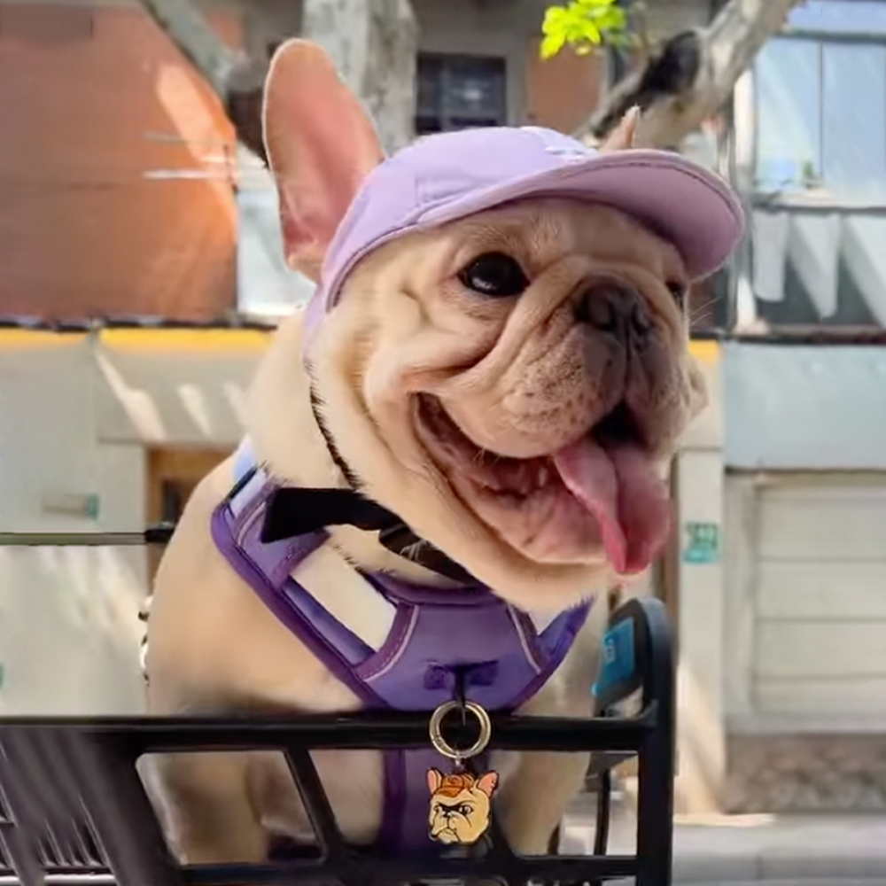 French Bulldog Stylish Sun Headwear for Flat-Face Breeds-fadou