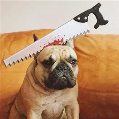French Bulldog Halloween Pet Product for Outdoor Adventures-fadou