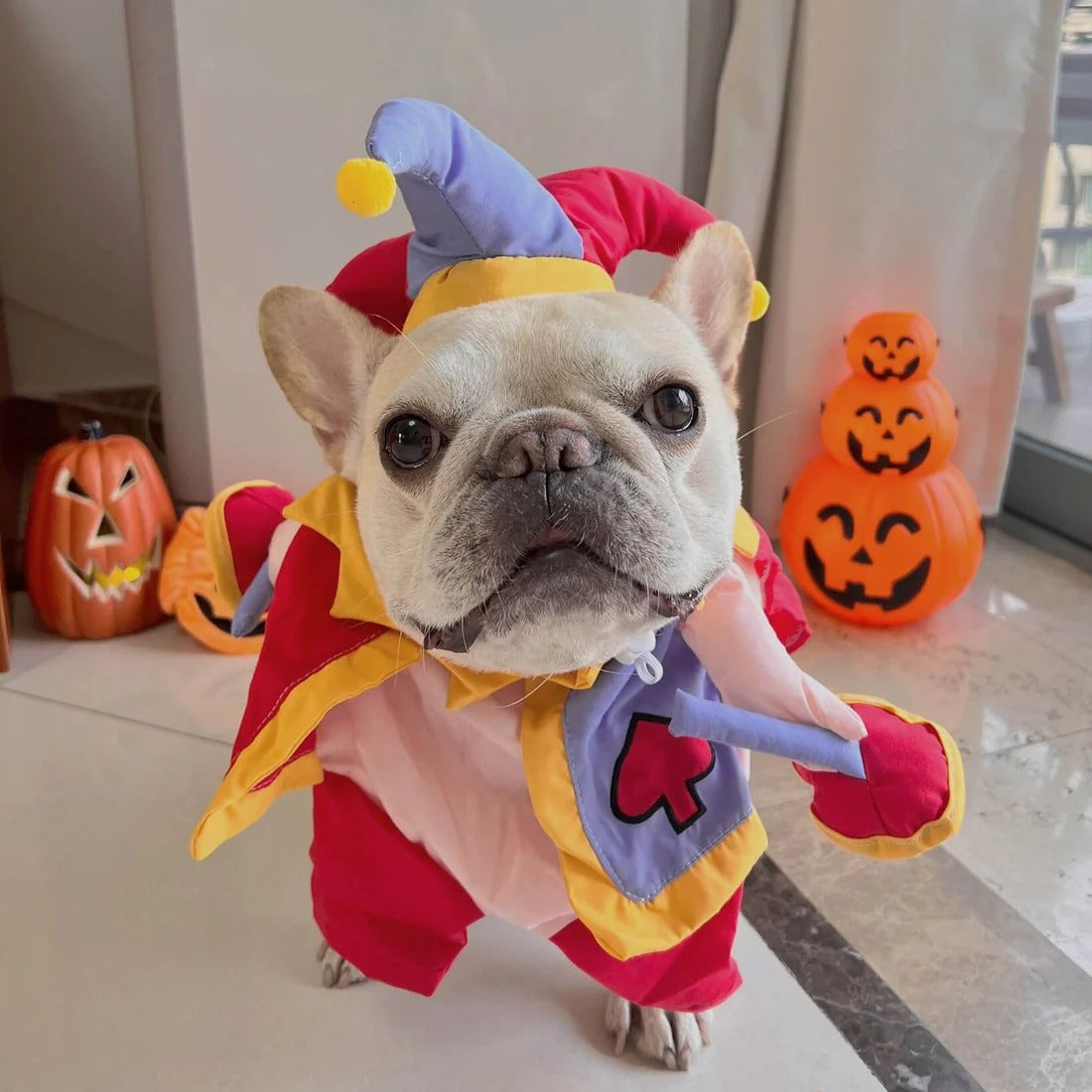 JestiBull Funny Festive Costume for Brachycephalic Dogs-fadou