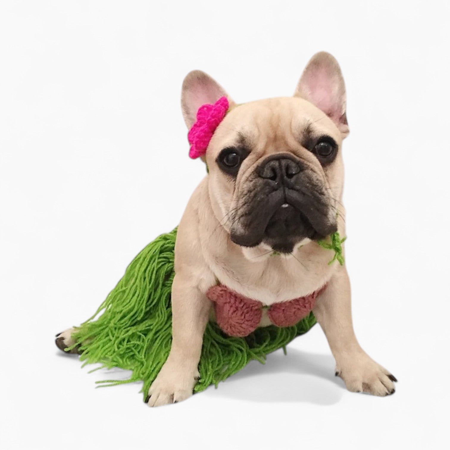 French Bulldog Summer Party Outfit for Flat-Face Breeds-fadou