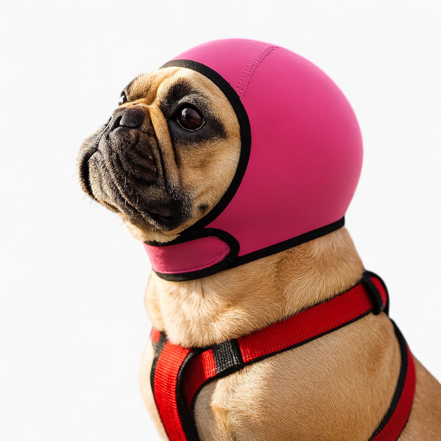 French Bulldog Waterproof Item for Frenchie Enthusiasts-fadou