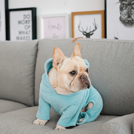 Not French Bulldog Pet Parent Pullover for Dog Park Days-fadou