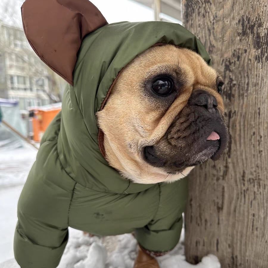 French Bulldog Warm Festive Costume for French Bulldogs-fadou