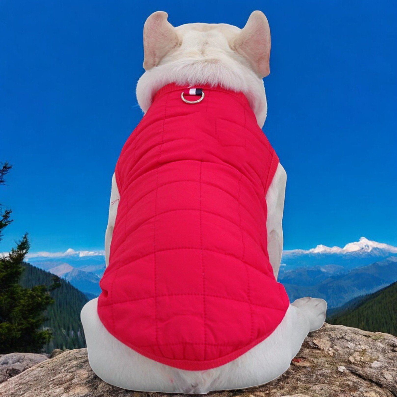 The French Bulldog Warm Outerwear for Training Sessions-fadou