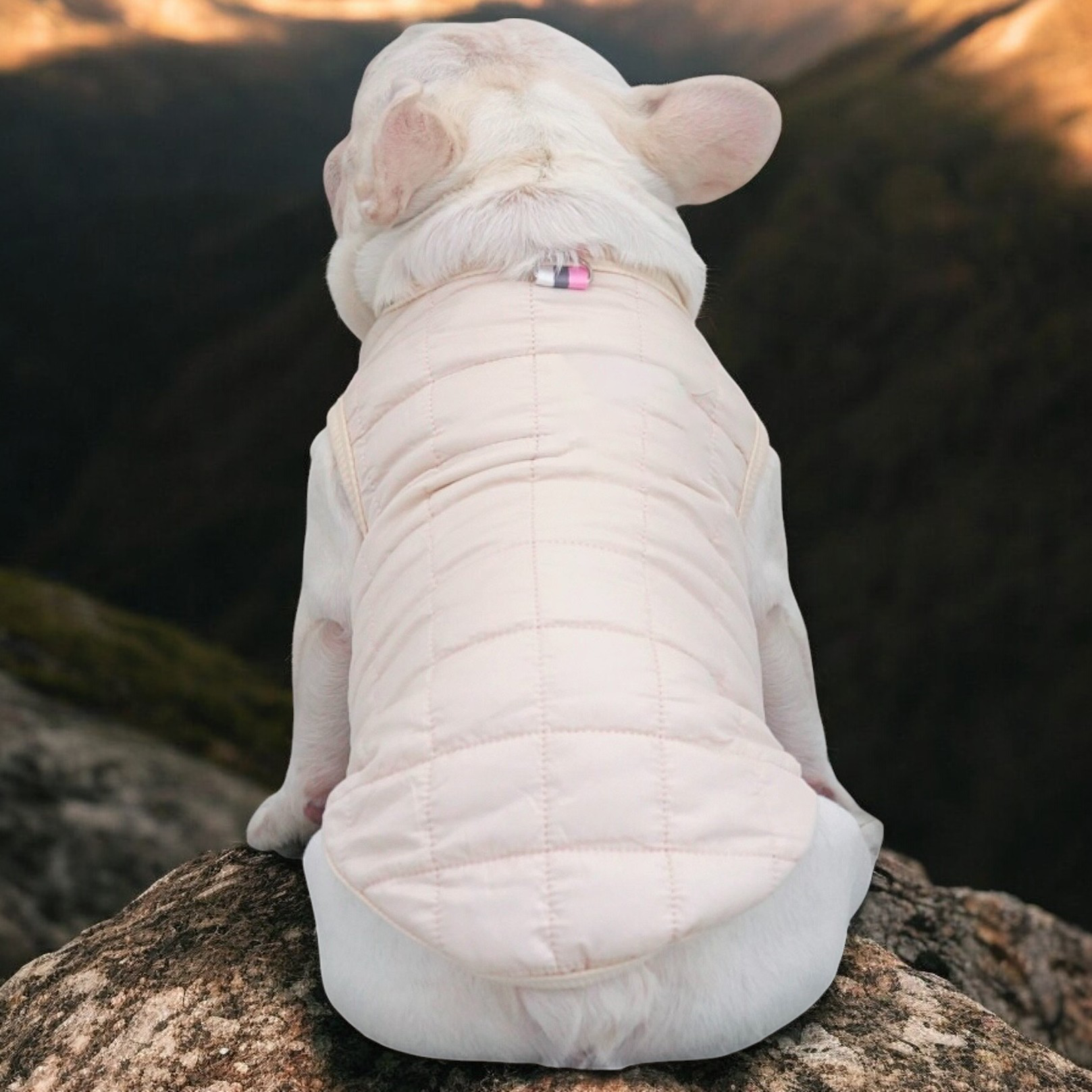The French Bulldog Warm Outerwear for Training Sessions-fadou