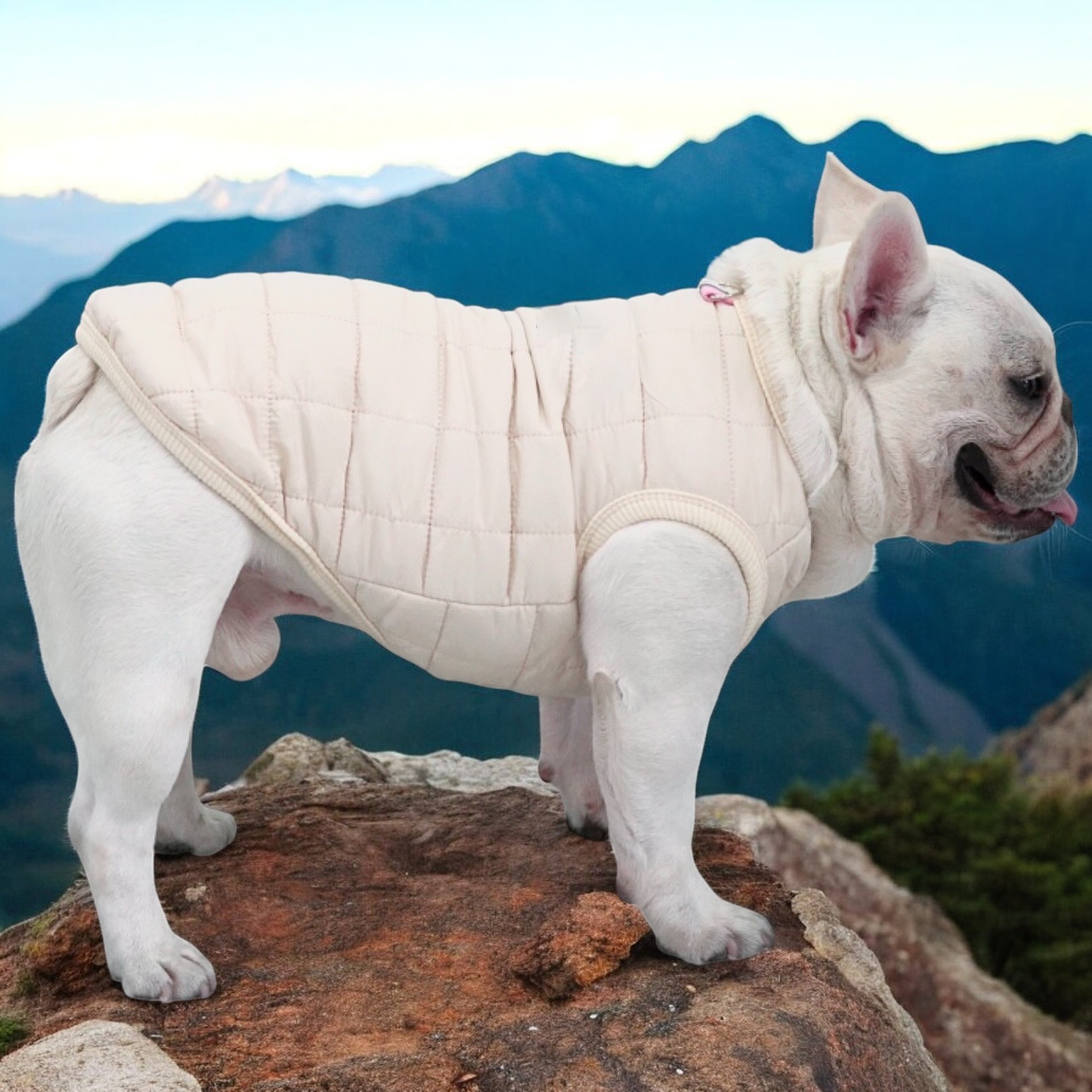 The French Bulldog Warm Outerwear for Training Sessions-fadou